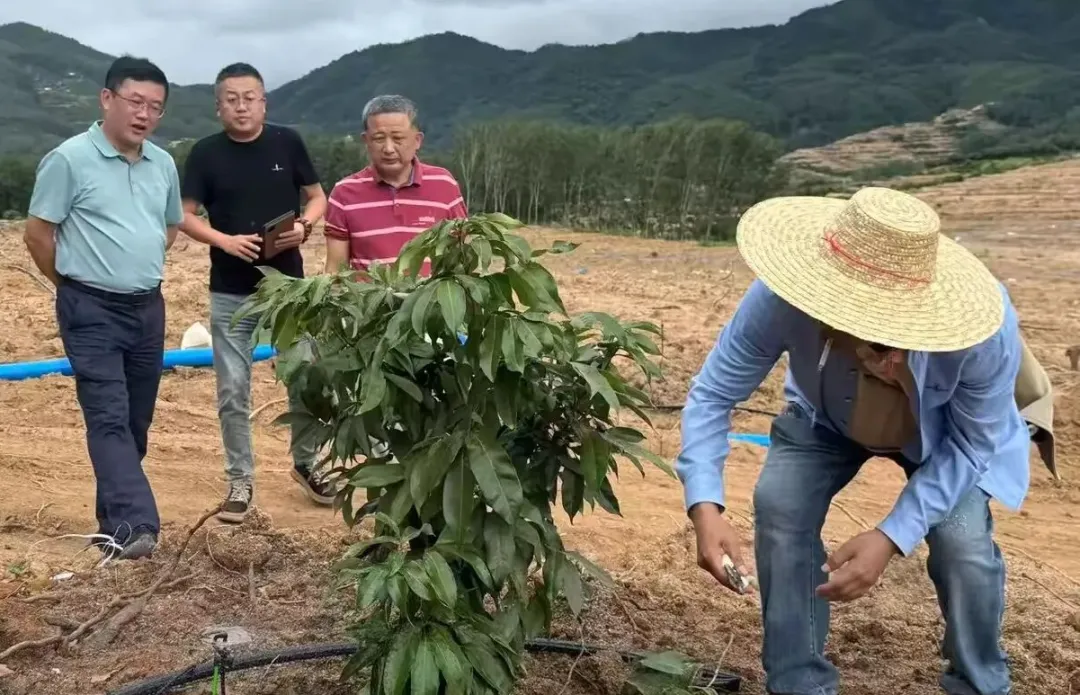 王宏向赴乐东县调研荔枝合作项目