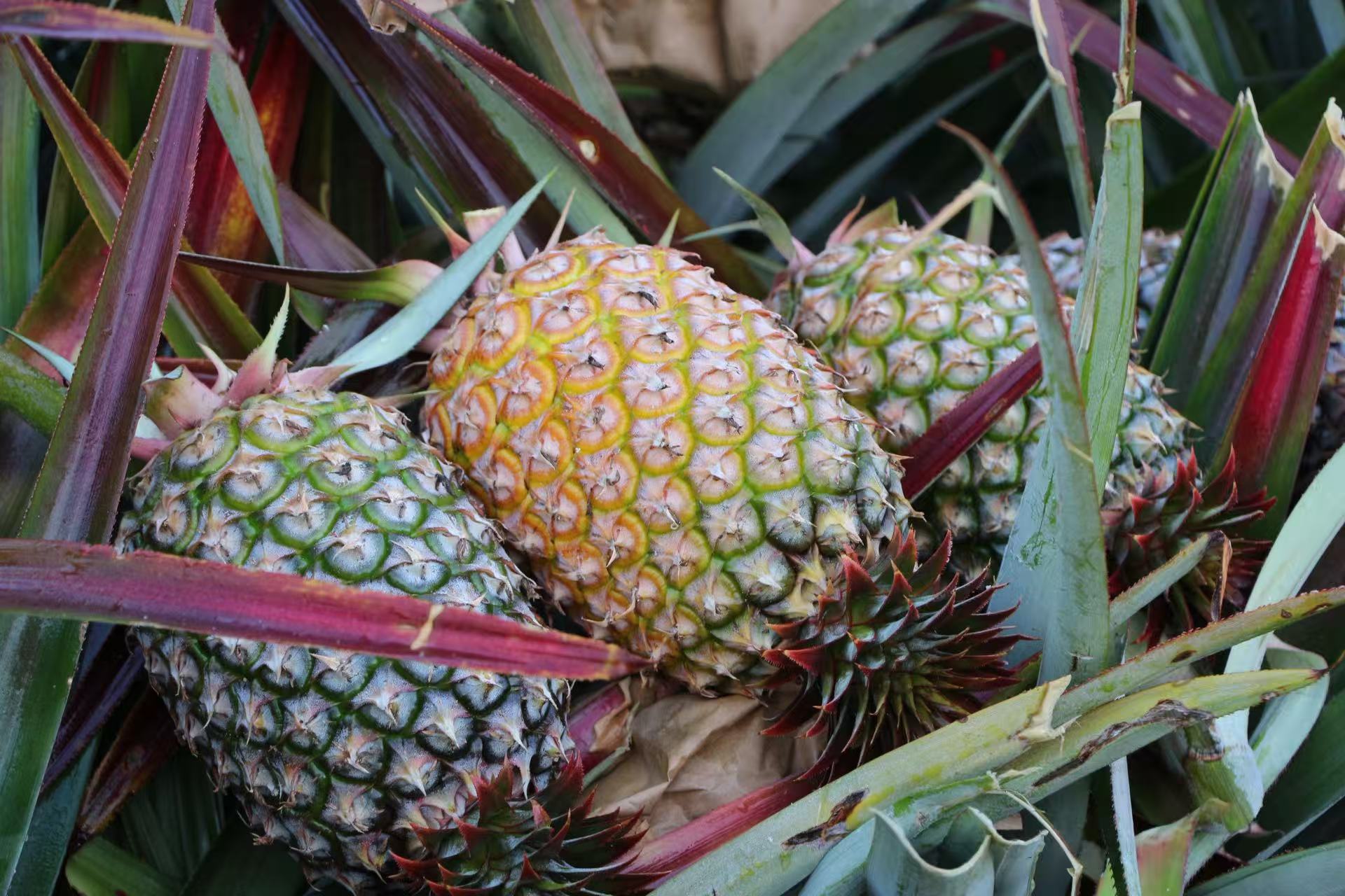 海胶鲜果金钻凤梨